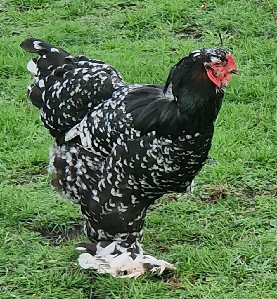 Te koop 2 mooie brahma's, Dieren en Toebehoren, Meerdere dieren, Kip