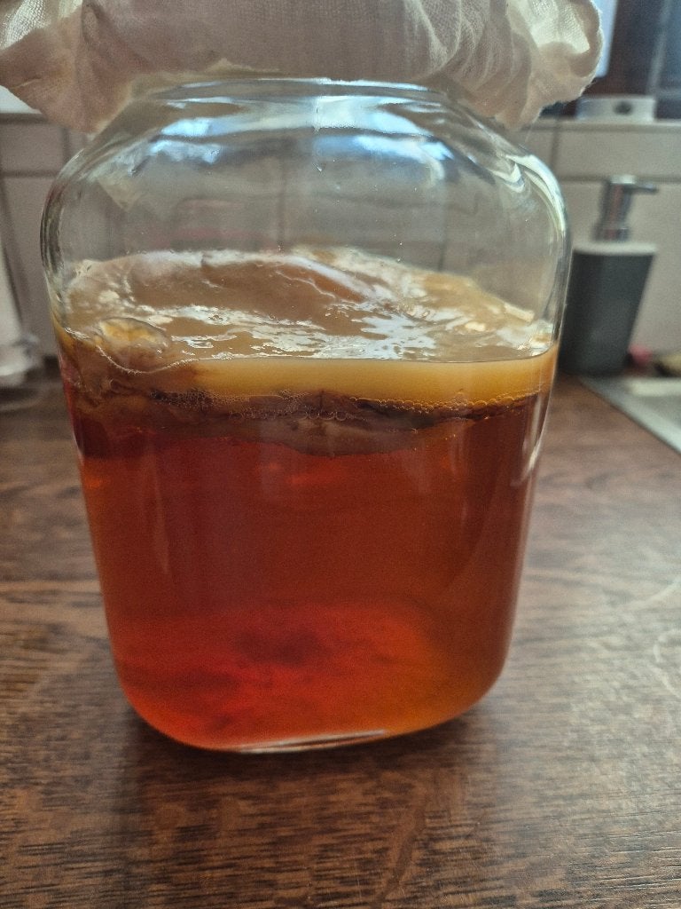 Scoby voor Kombucha, Diversen, Levensmiddelen, Ophalen