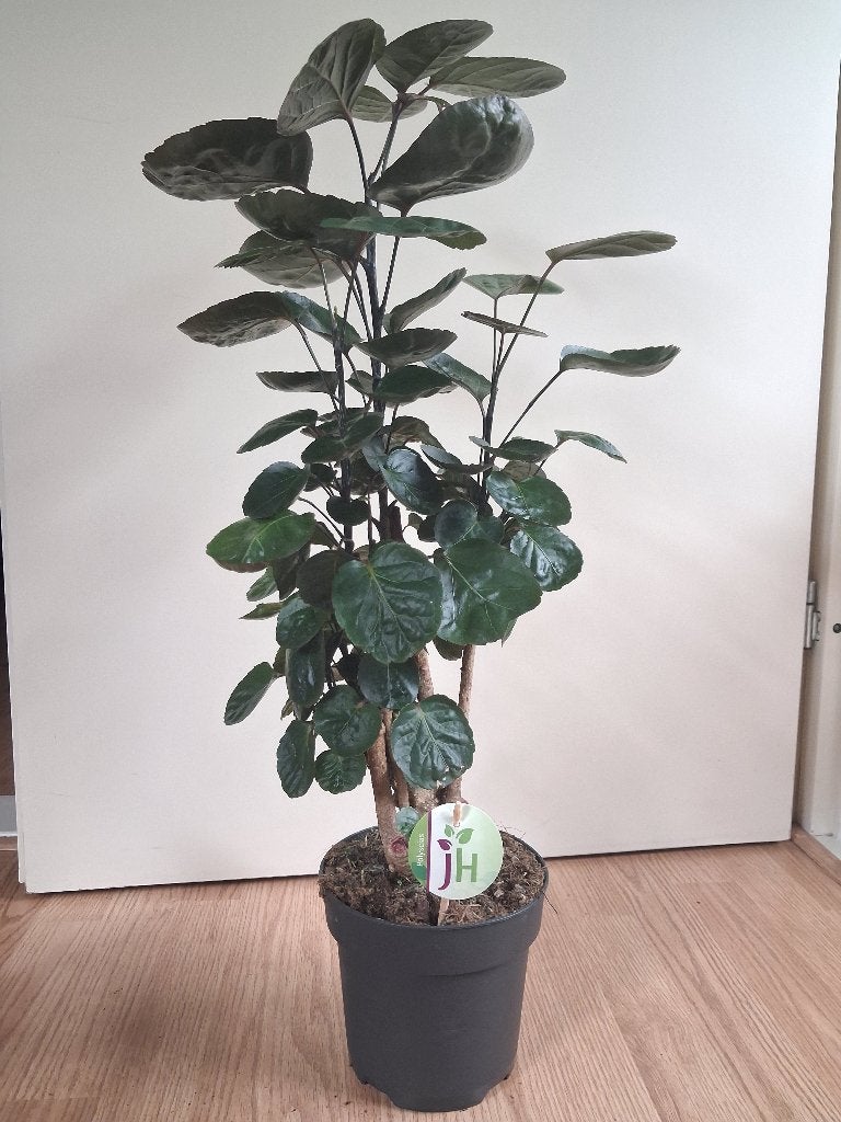 Polyscias Scutellaria Fabian - Aralia H: 75 cm., Ophalen, Overige soorten, Halfschaduw, Minder dan 100 cm