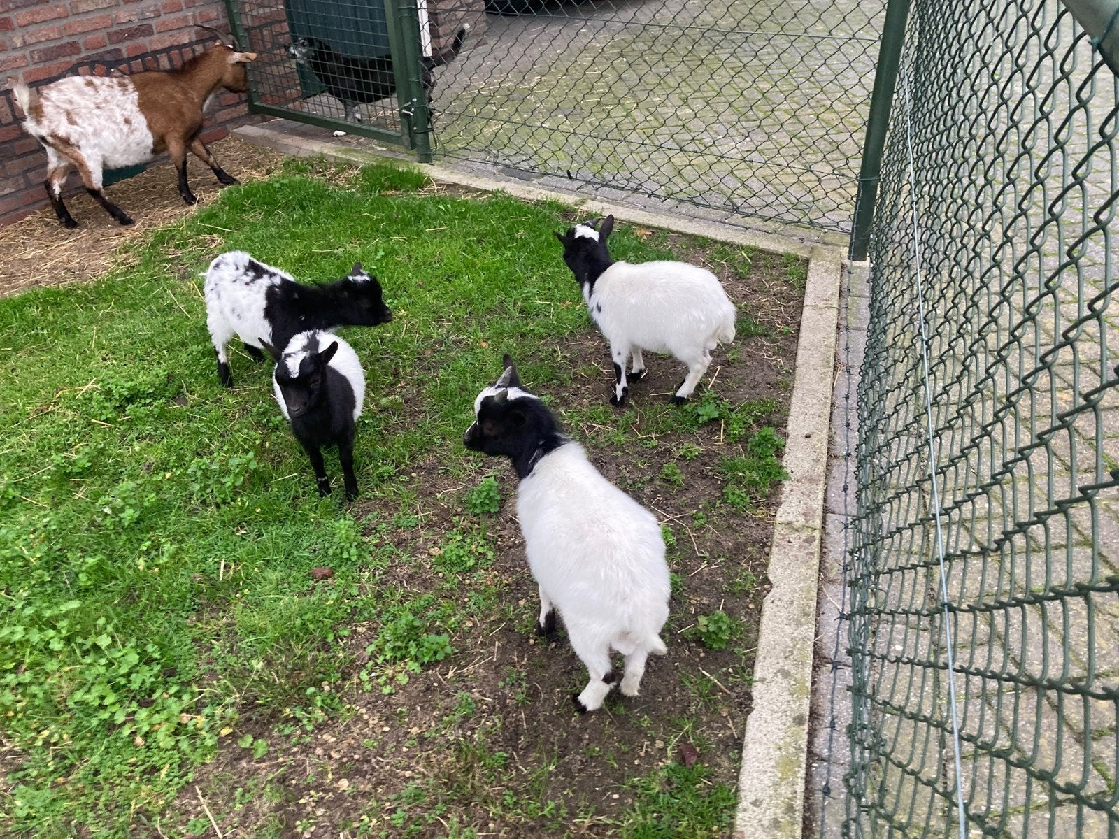 jonge dwerg geitjes, Vrouwelijk, Geit