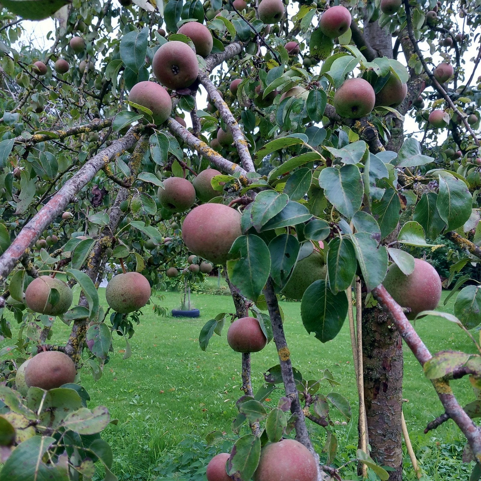 stoofperen onbespoten, Diversen, Levensmiddelen, Ophalen of Verzenden