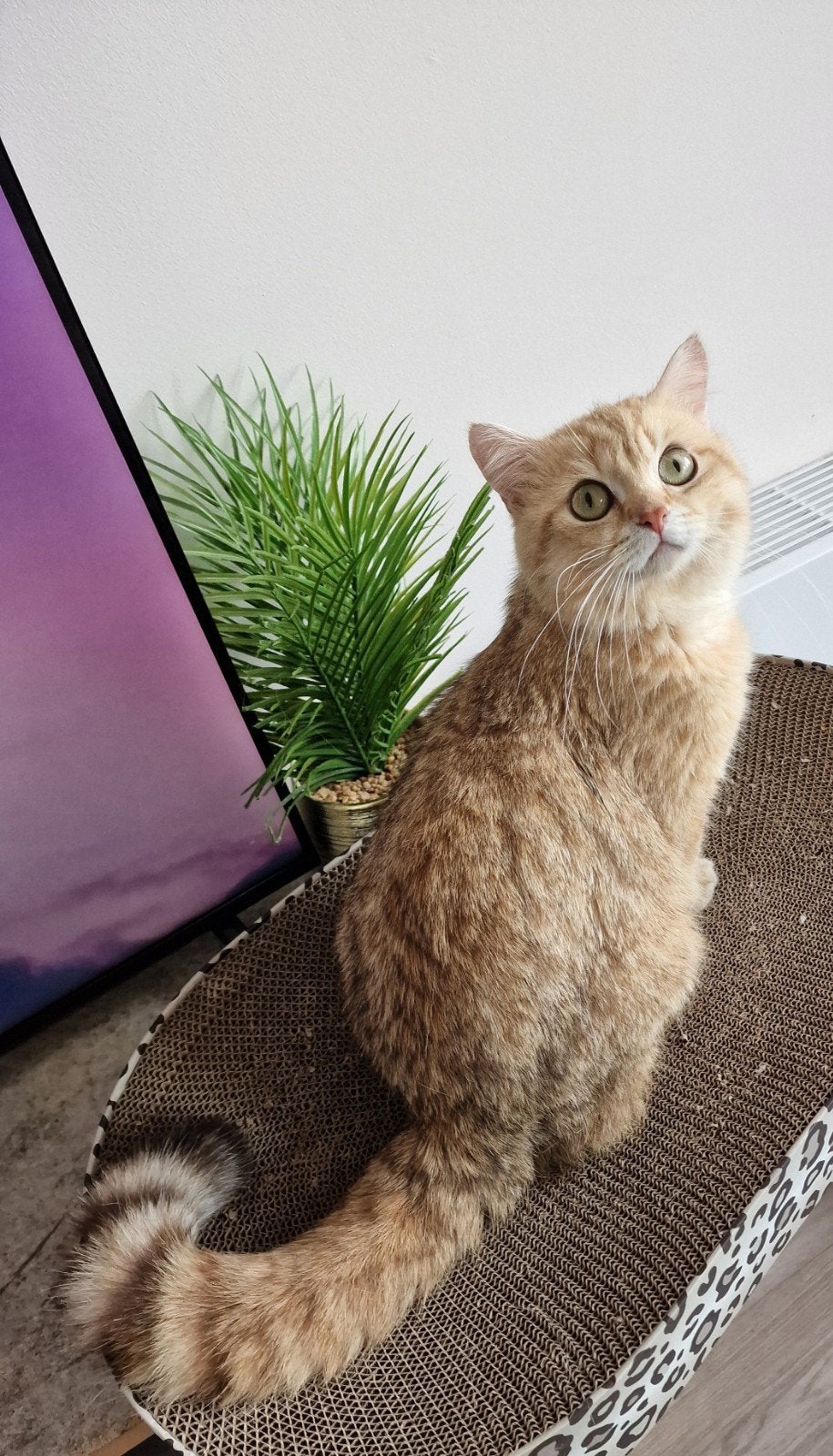 Britse Korthaar Golden (chocolate) Shaded Kater Te Koop, Kater, Gechipt, 0 tot 2 jaar