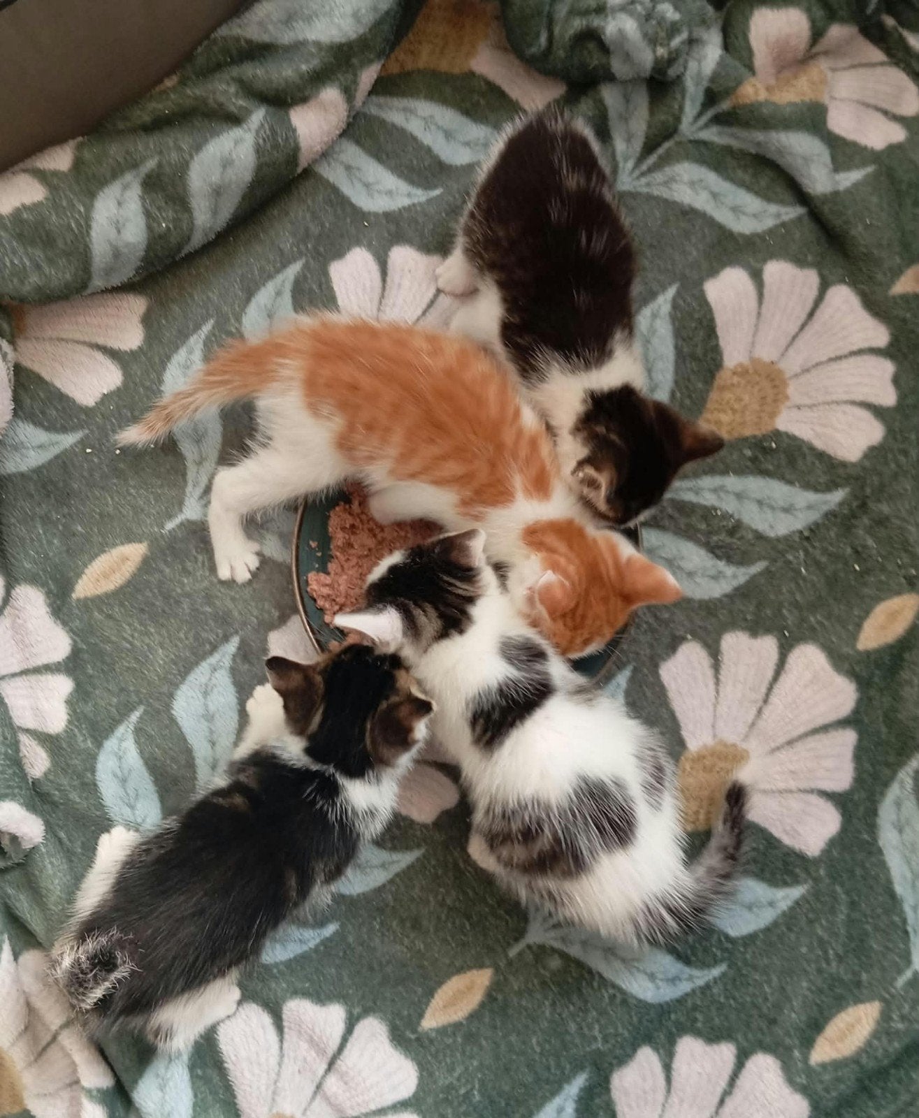 kittens, Dieren en Toebehoren, Meerdere dieren
