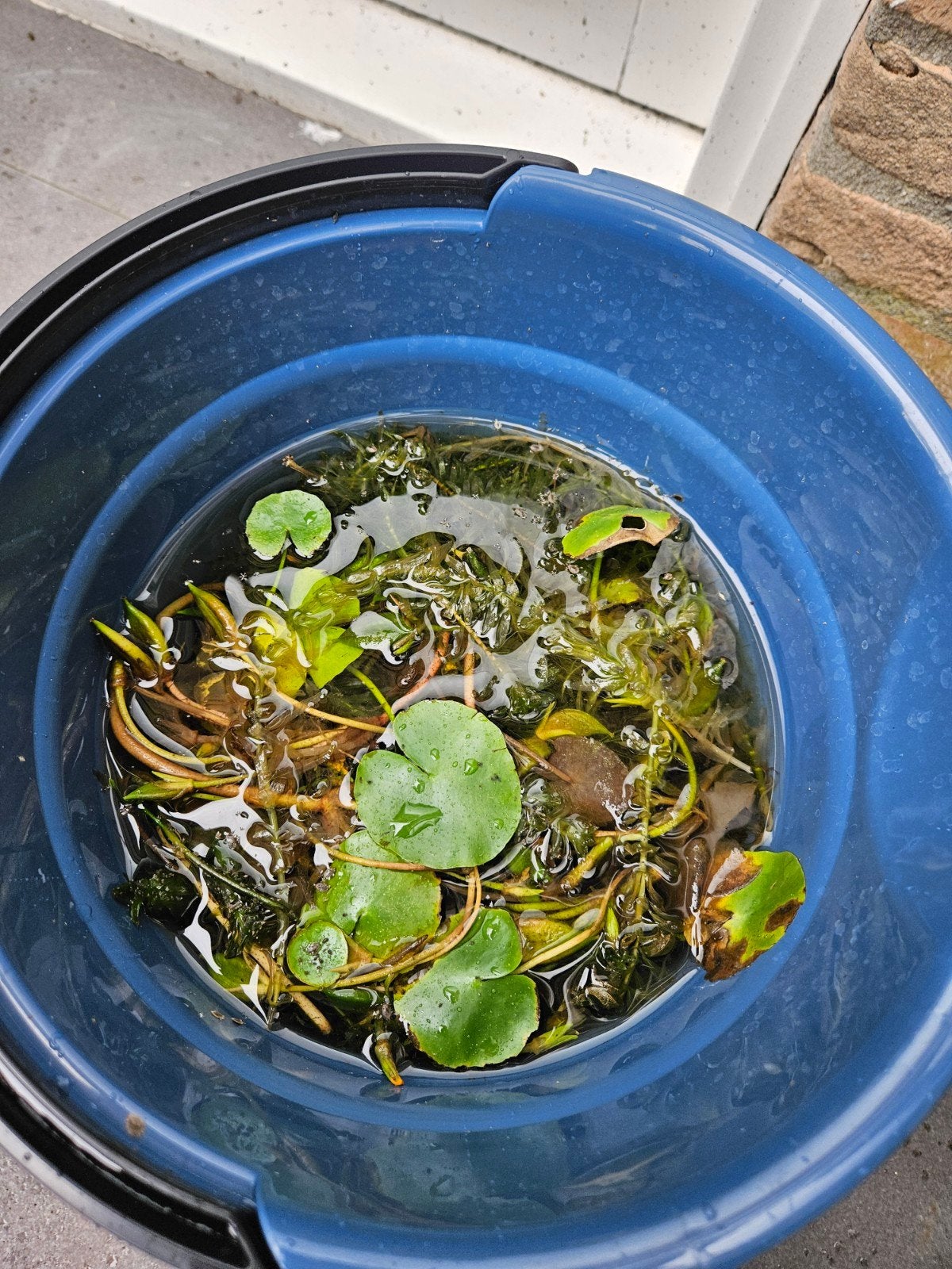 Emmer met waterplanten, Dieren en Toebehoren, Ophalen, Plant(en), Steen of Hout