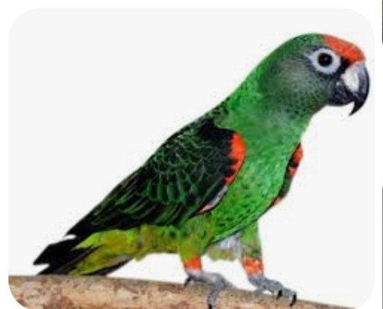 Gezocht koppel Jardine papegaaien evt te ruil, Dieren en Toebehoren, Vogels | Parkieten en Papegaaien, Meerdere dieren, Papegaai