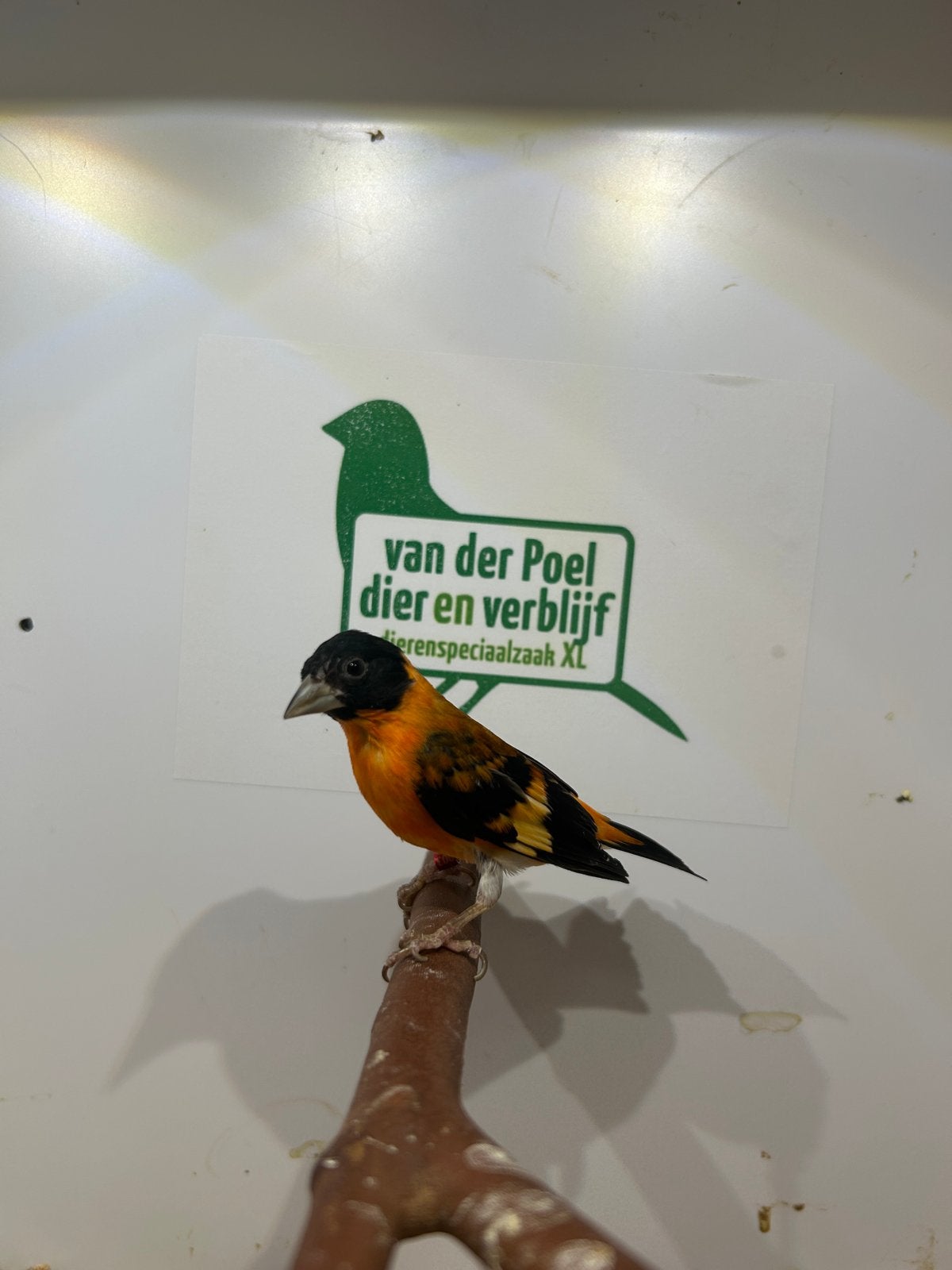 1-1 kapoetsen sijs, Meerdere dieren, Tropenvogel, Geringd