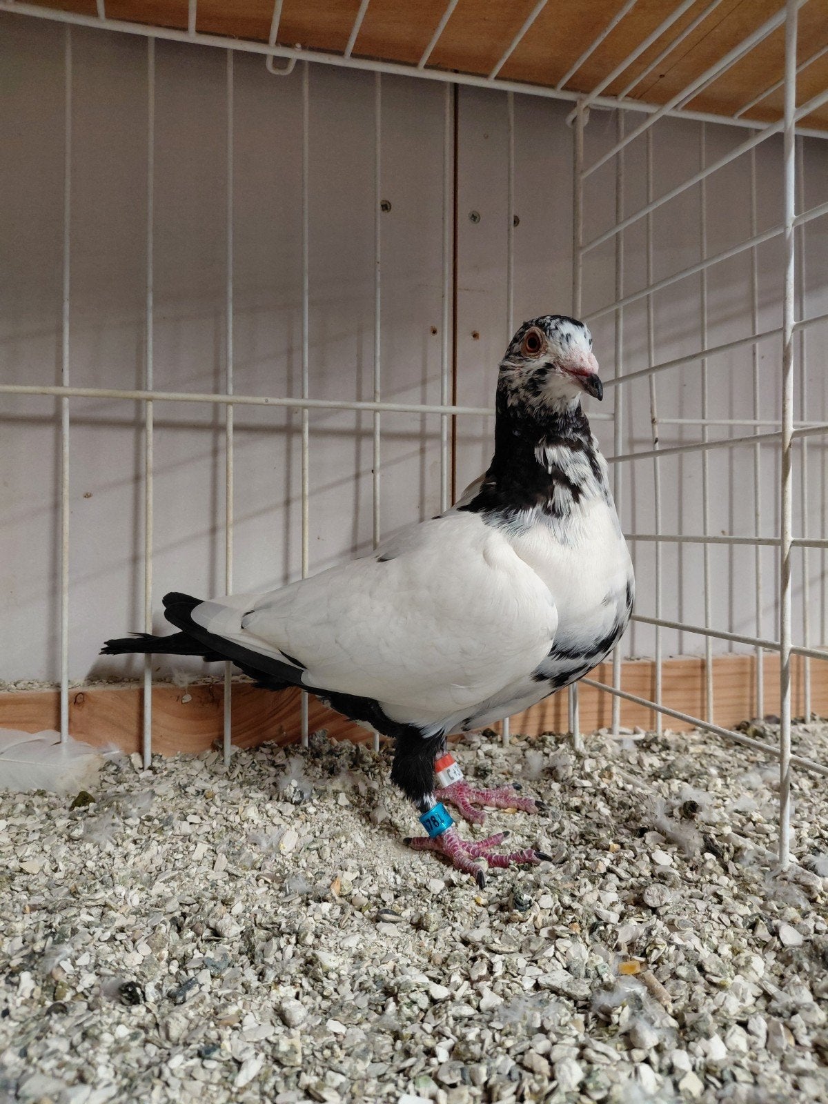 postduiven scherens van gramberen, Meerdere dieren, Postduif
