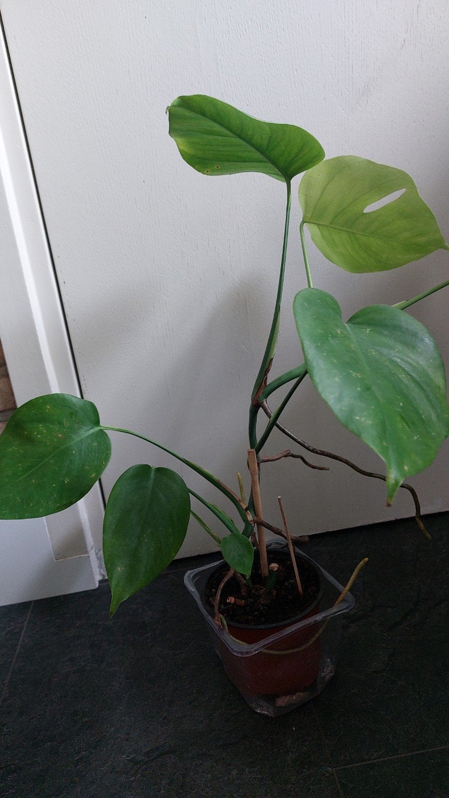 Monstera plantje, Huis en Inrichting, Kamerplanten, Ophalen of Verzenden, Halfschaduw, Minder dan 100 cm