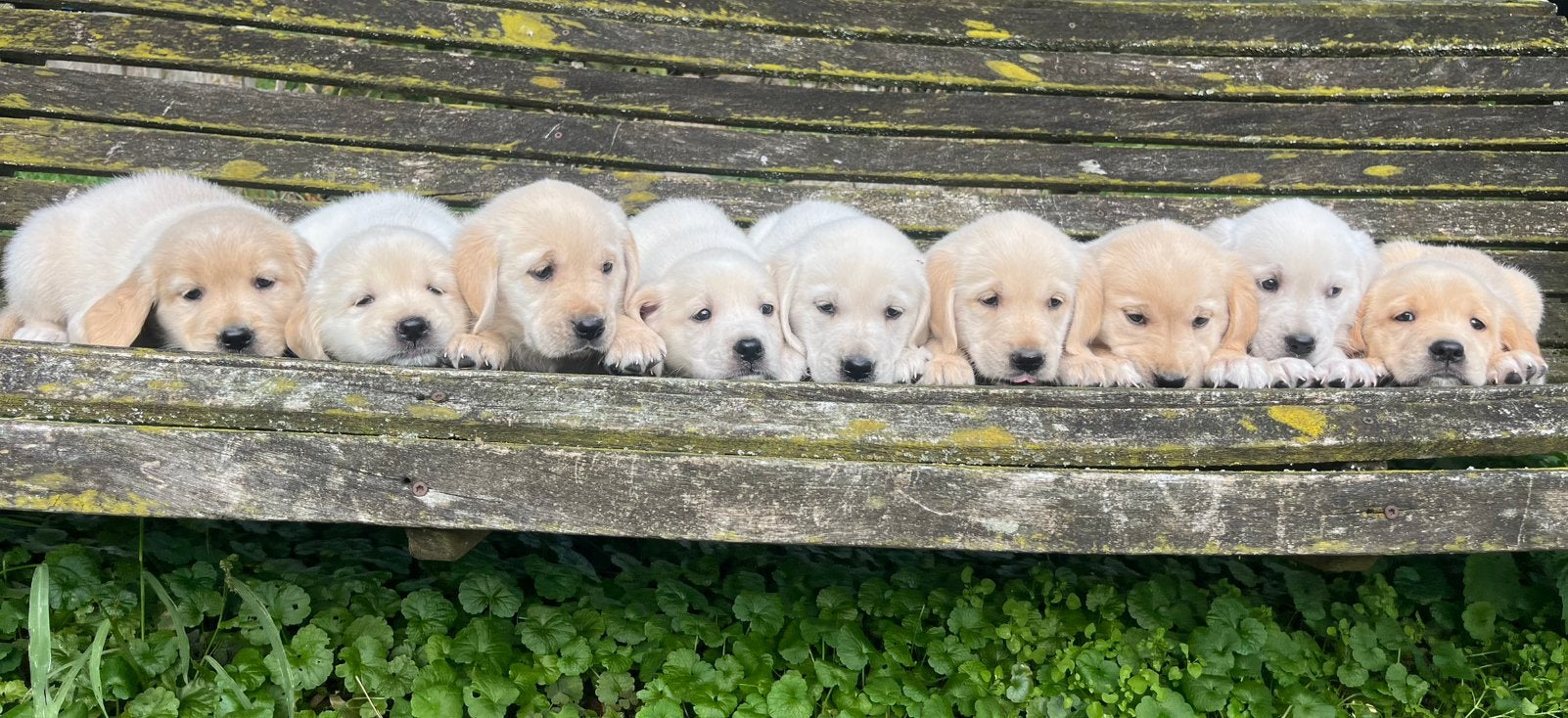9 mooie Golden Retriever pups, Dieren en Toebehoren, CDV (hondenziekte), Golden retriever, 8 tot 15 weken, Meerdere