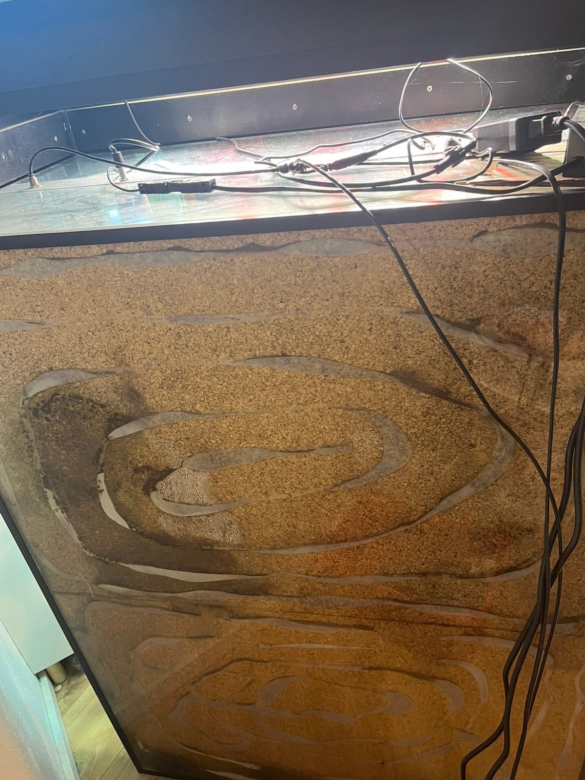 Jemenkameleon man met terrarium Chameleon photo 5
