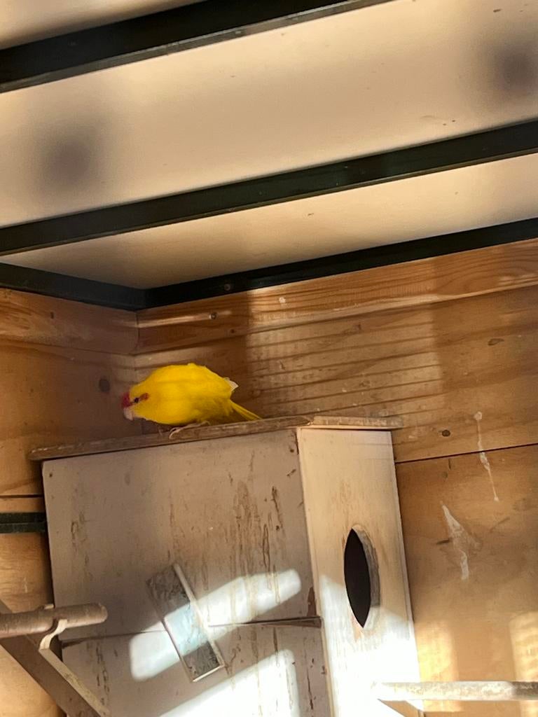 Kakariki, Dieren en Toebehoren