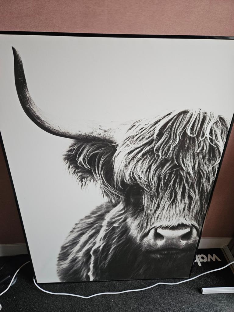 Prachtig canvas met Yak/Schotse hooglander, Ophalen
