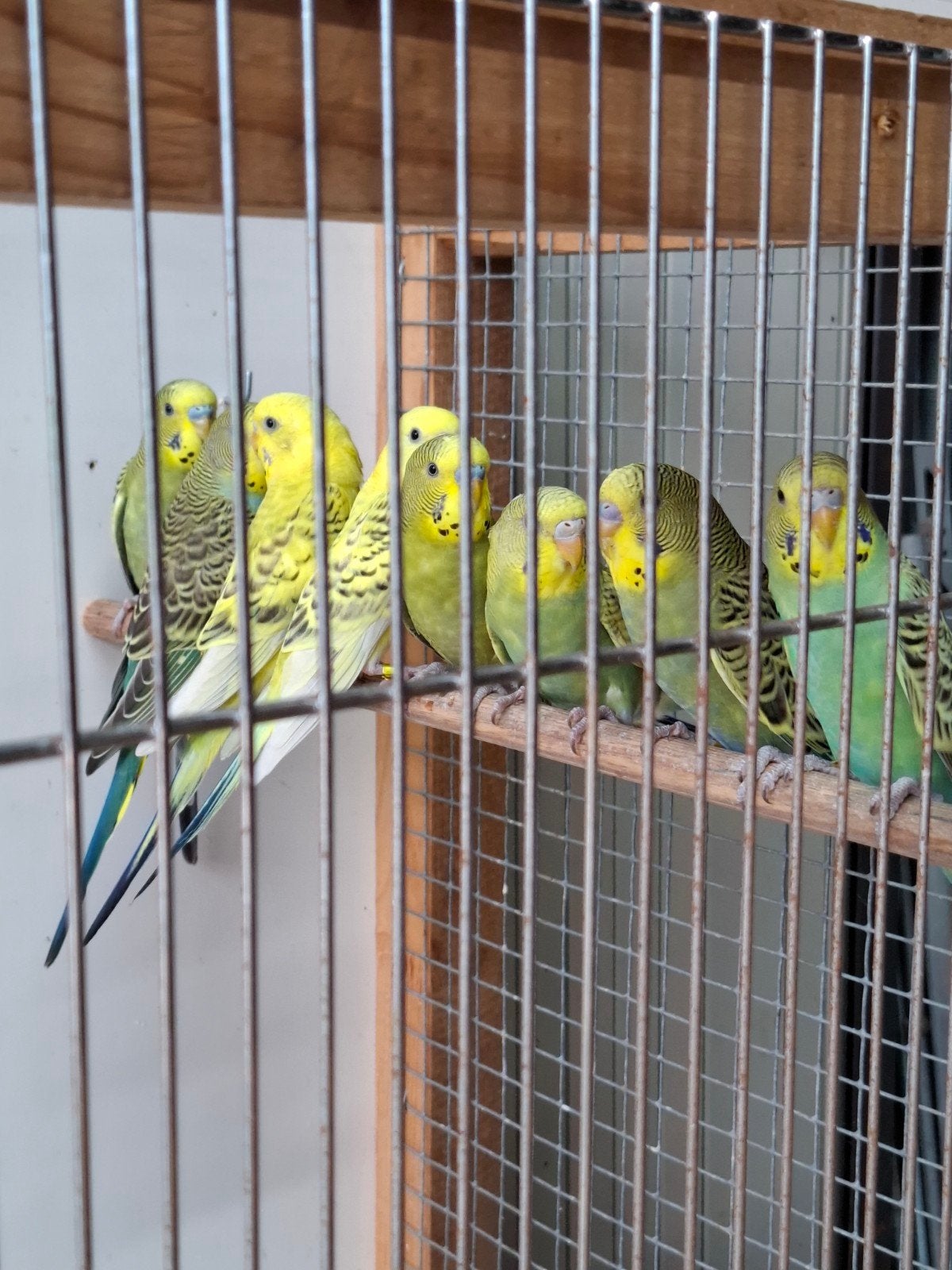 8 Parkieten te koop, Dieren en Toebehoren, Vogels | Parkieten en Papegaaien, Meerdere dieren, Parkiet