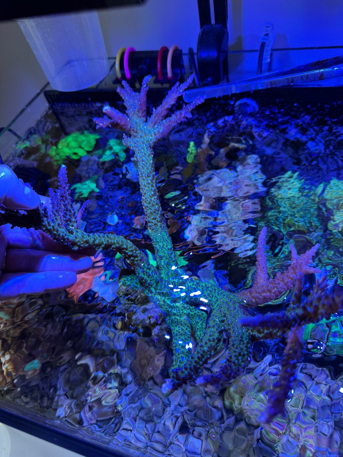 koraal Moederkolonie Acropora tortuosa “Miyagi Tort”, Vis