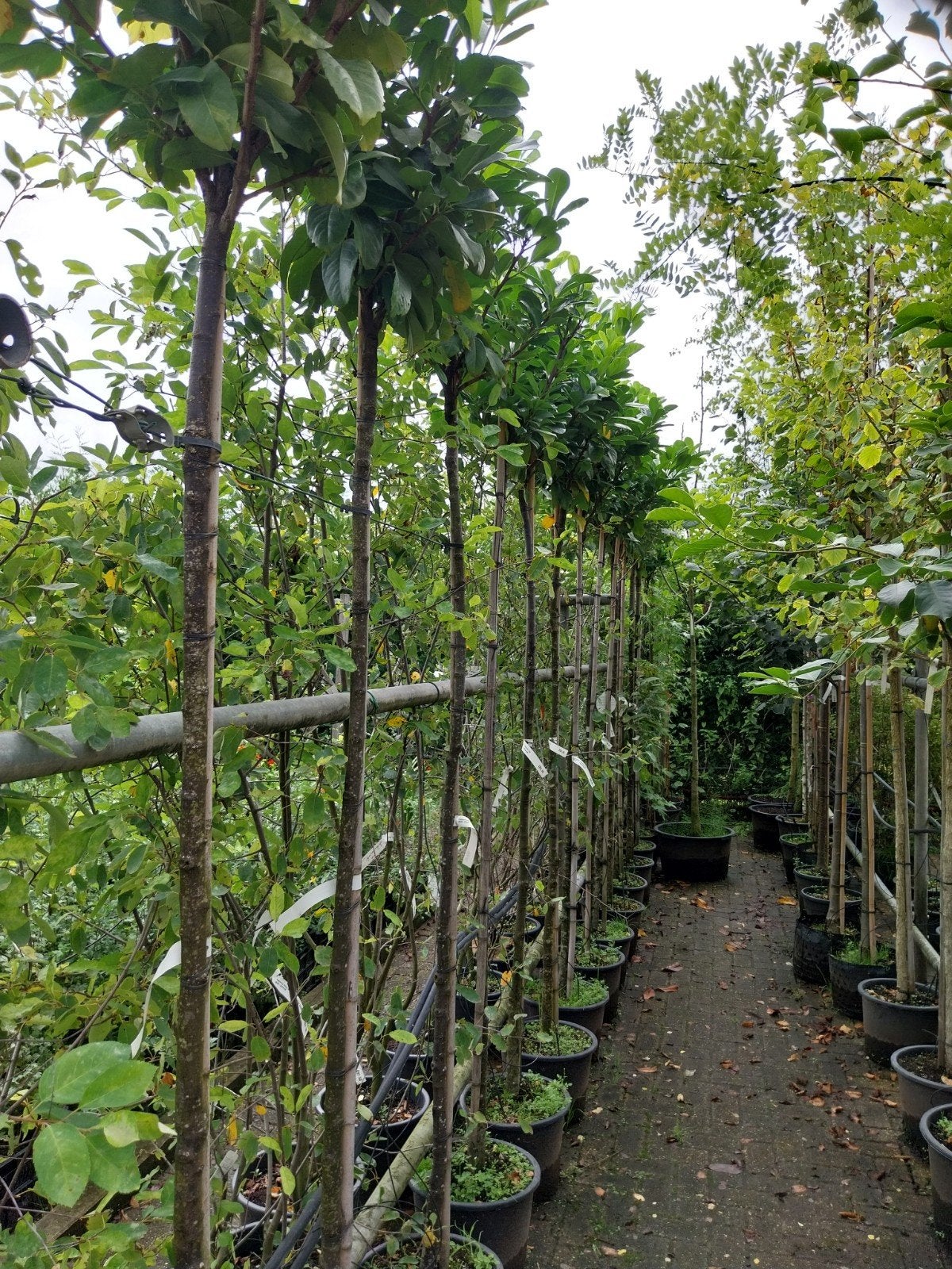 Laurier op stam, Prunus Etna - 200 cm stamhoogte, Bloeit niet, Halfschaduw, Overige soorten, 100 tot 250 cm