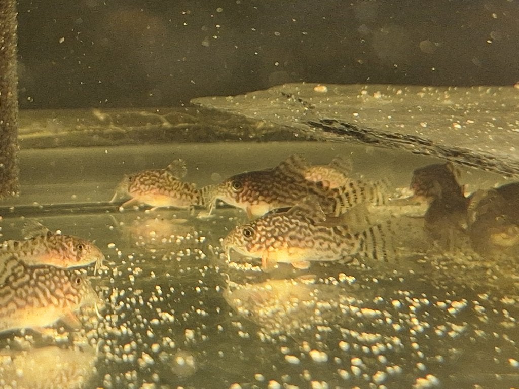 Corydora sterbai, Dieren en Toebehoren, Vis, Zoetwatervis, Schoolvis