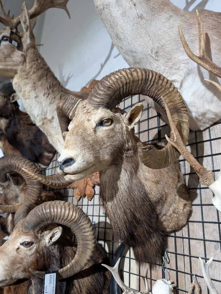 opgezet moeflon winkel borst preparaat hert taxidermie, Verzamelen, Dierenverzamelingen, Ophalen of Verzenden, Hert, Opgezet dier