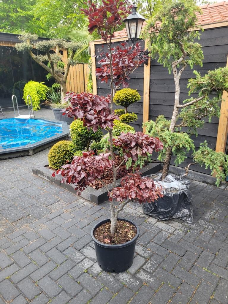 Rooie Beuk Vormsnoei Pon Pon - Unieke Tuinplant, Vaste plant, Bloeit niet, Halfschaduw, Ophalen