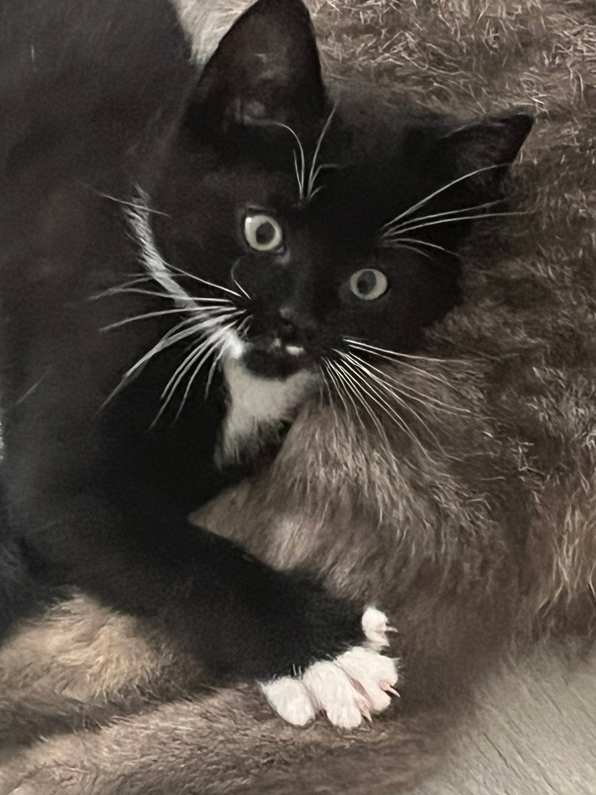 Vrolijke kitten kater, Kater, Kortharig, 0 tot 2 jaar