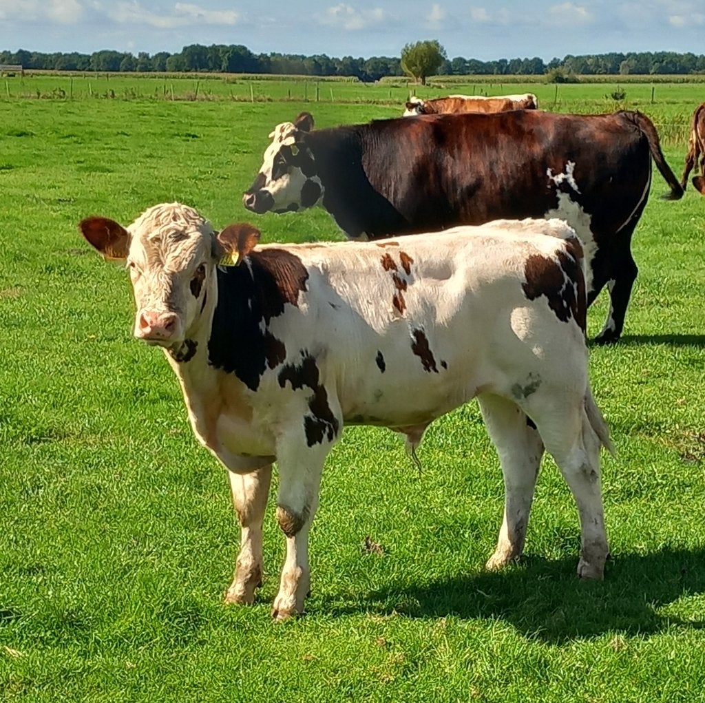te koop 5 stierkalveren, Mannelijk, 0 tot 2 jaar