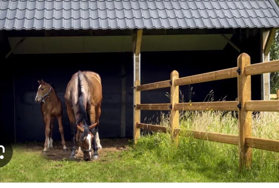 Gezocht weiland met stallen, Dieren en Toebehoren, Weidegang, 2 of 3 paarden of pony's