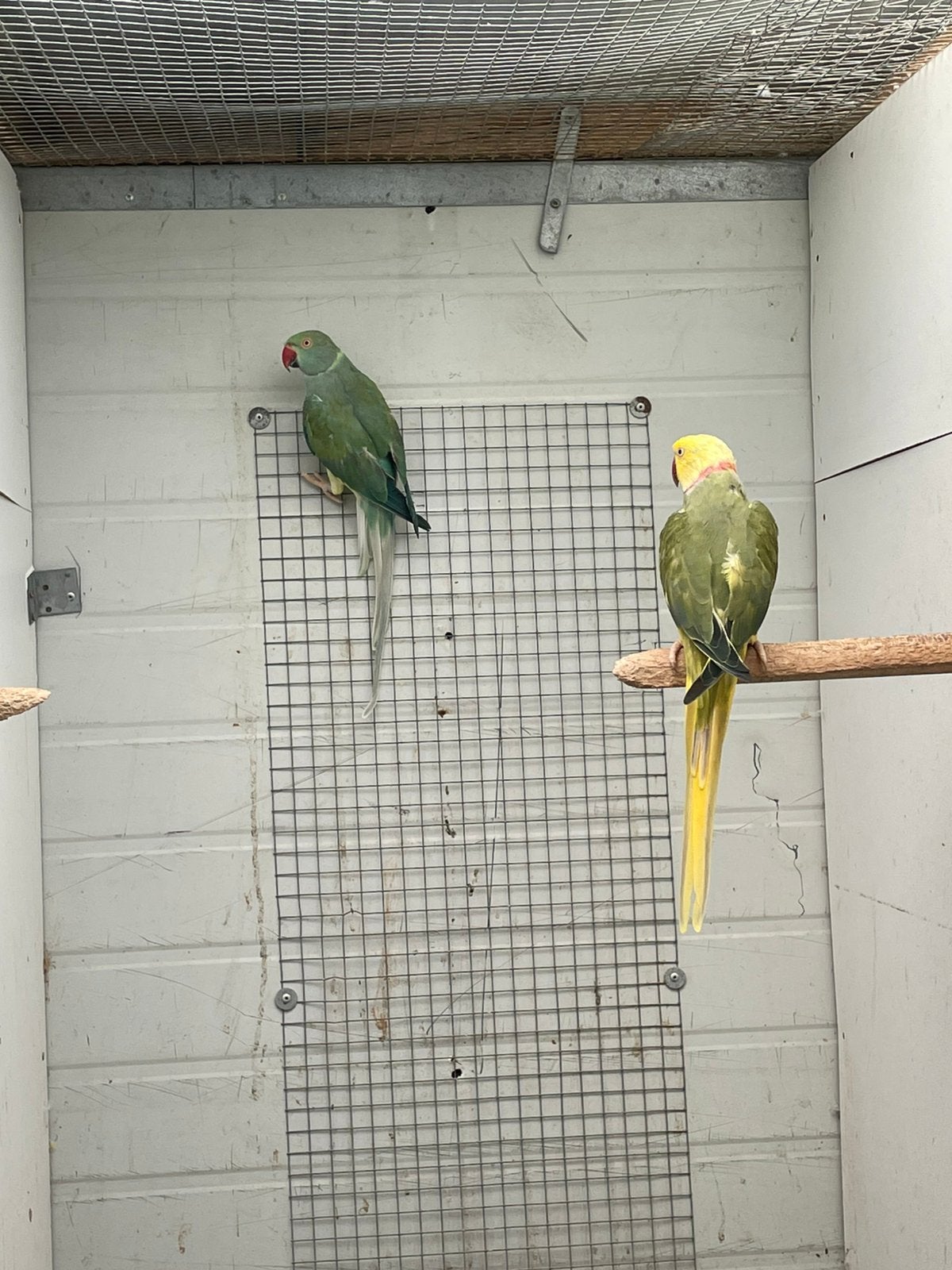 Kweekpaar witstaart halsbanden, Dieren en Toebehoren, Vogels | Parkieten en Papegaaien, Mannelijk, Parkiet