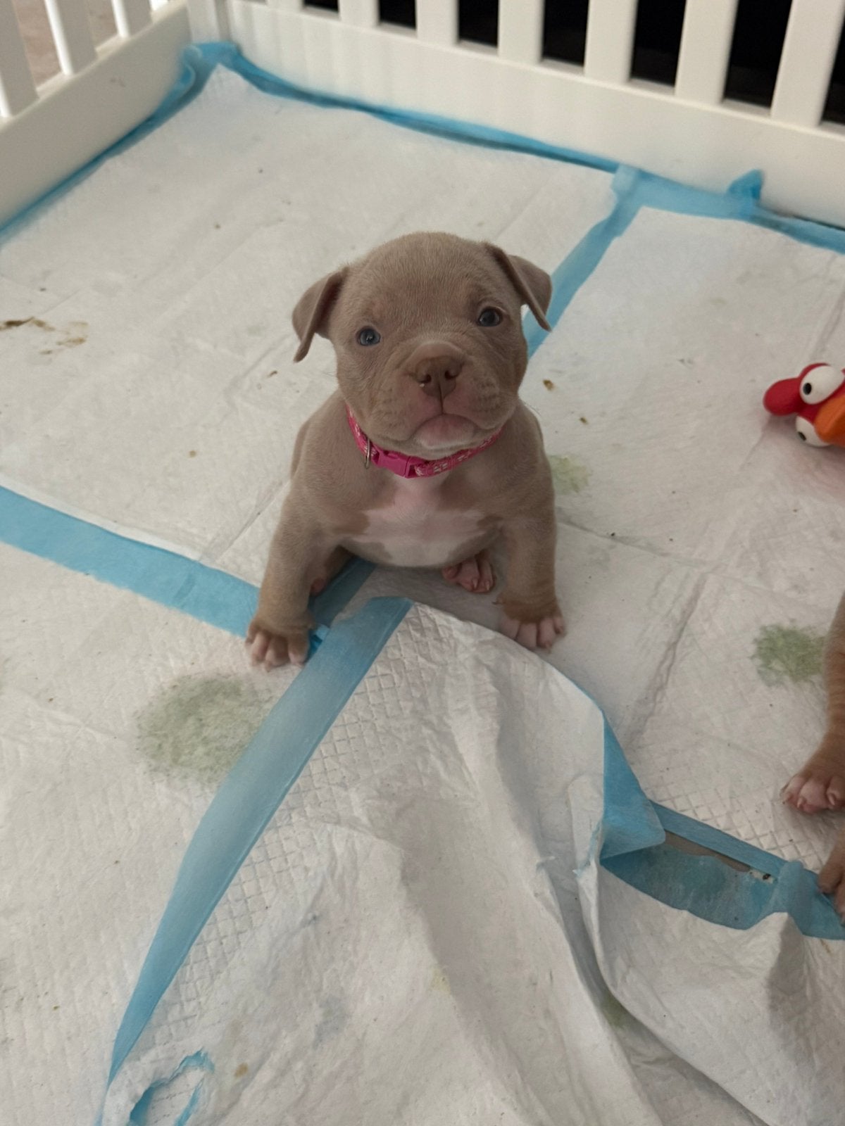 AMERICAN BULLY 🐻 MICRO EXOTIC POCKET BULLY PUPS, Overige rassen, 8 tot 15 weken, Meerdere, Meerdere dieren