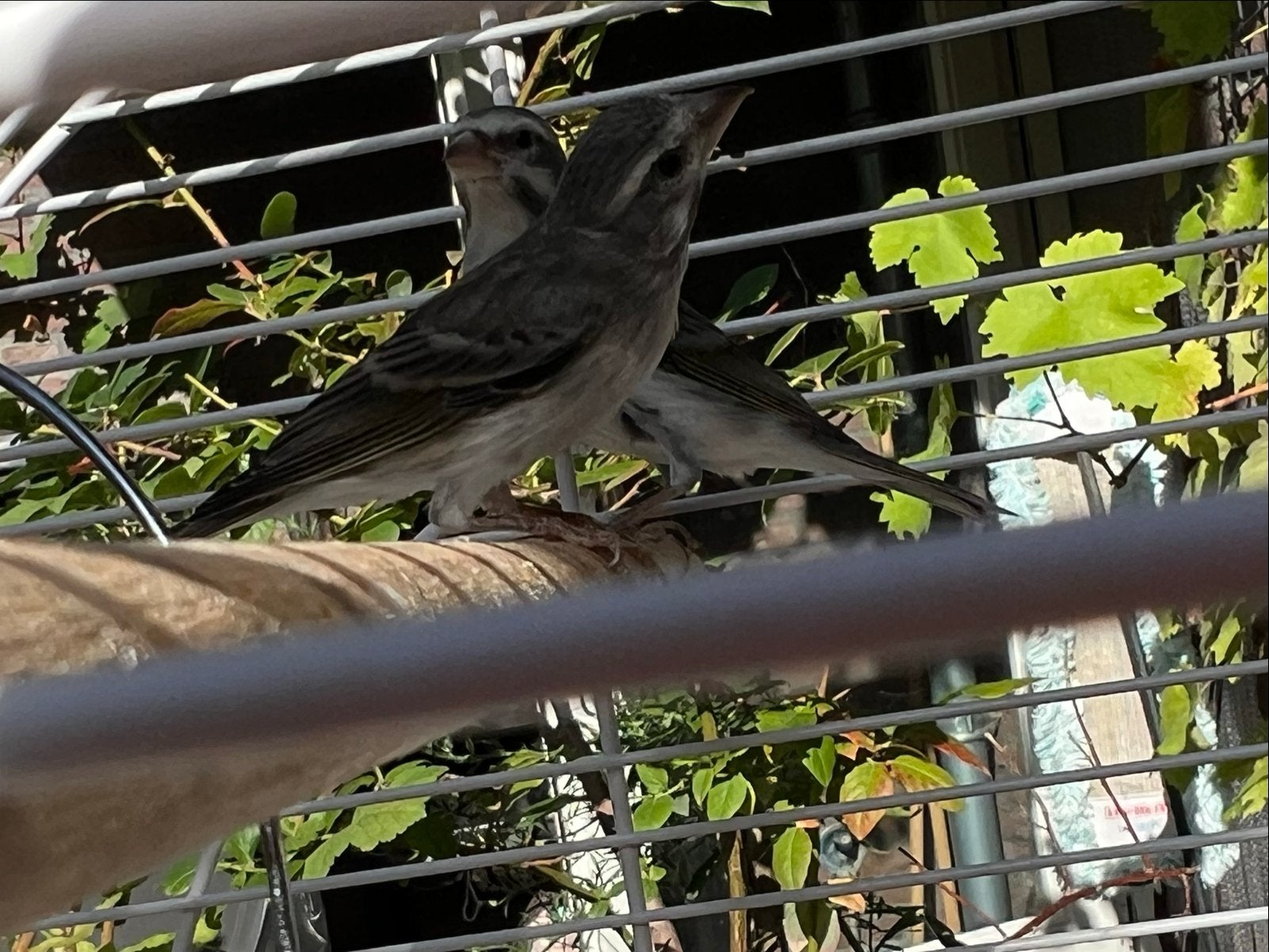 Kanarie x Mozambiquesijs, Meerdere dieren, Tropenvogel, Geringd