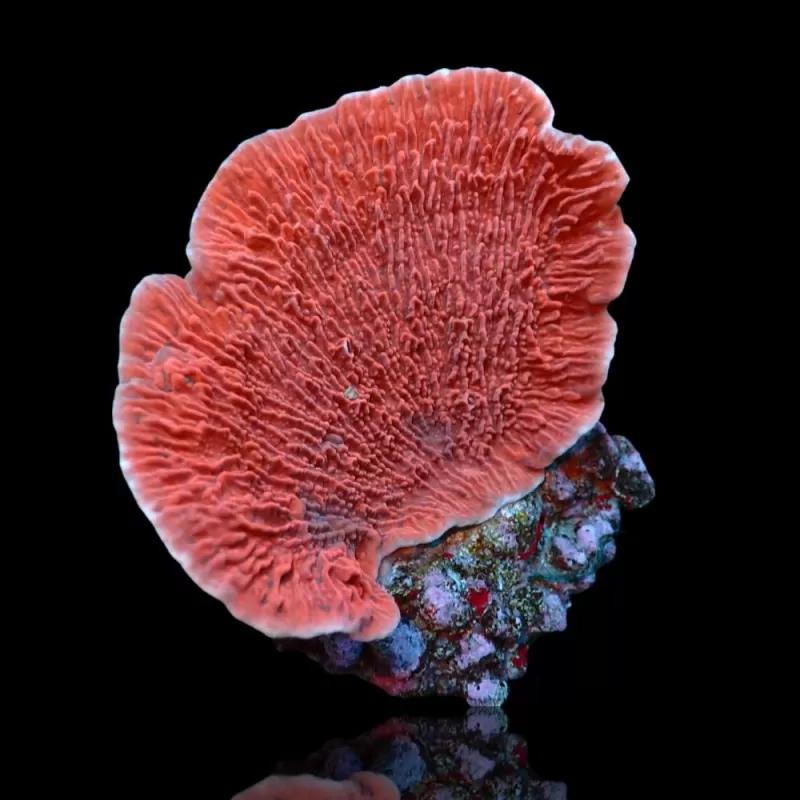 Rode montipora koraal stek frag, Dieren en Toebehoren, Overige typen