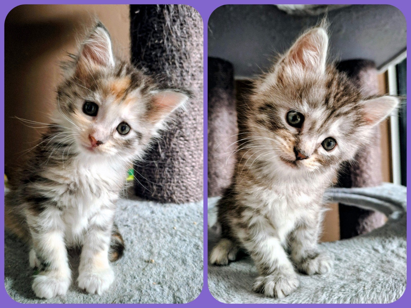 kittens 💯% Maine Coon ♀️♀️, Dieren en Toebehoren, Meerdere dieren, Ontwormd, 0 tot 2 jaar