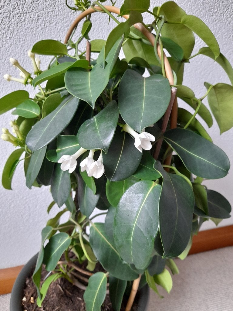 Stefanotis - Bruids- kamerplant, Ophalen, Overige soorten, Halfschaduw, In pot
