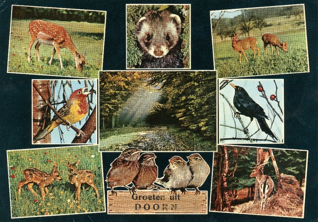 DOORN Dieren Groeten, Verzenden, 1960 tot 1980, Gelopen, Utrecht