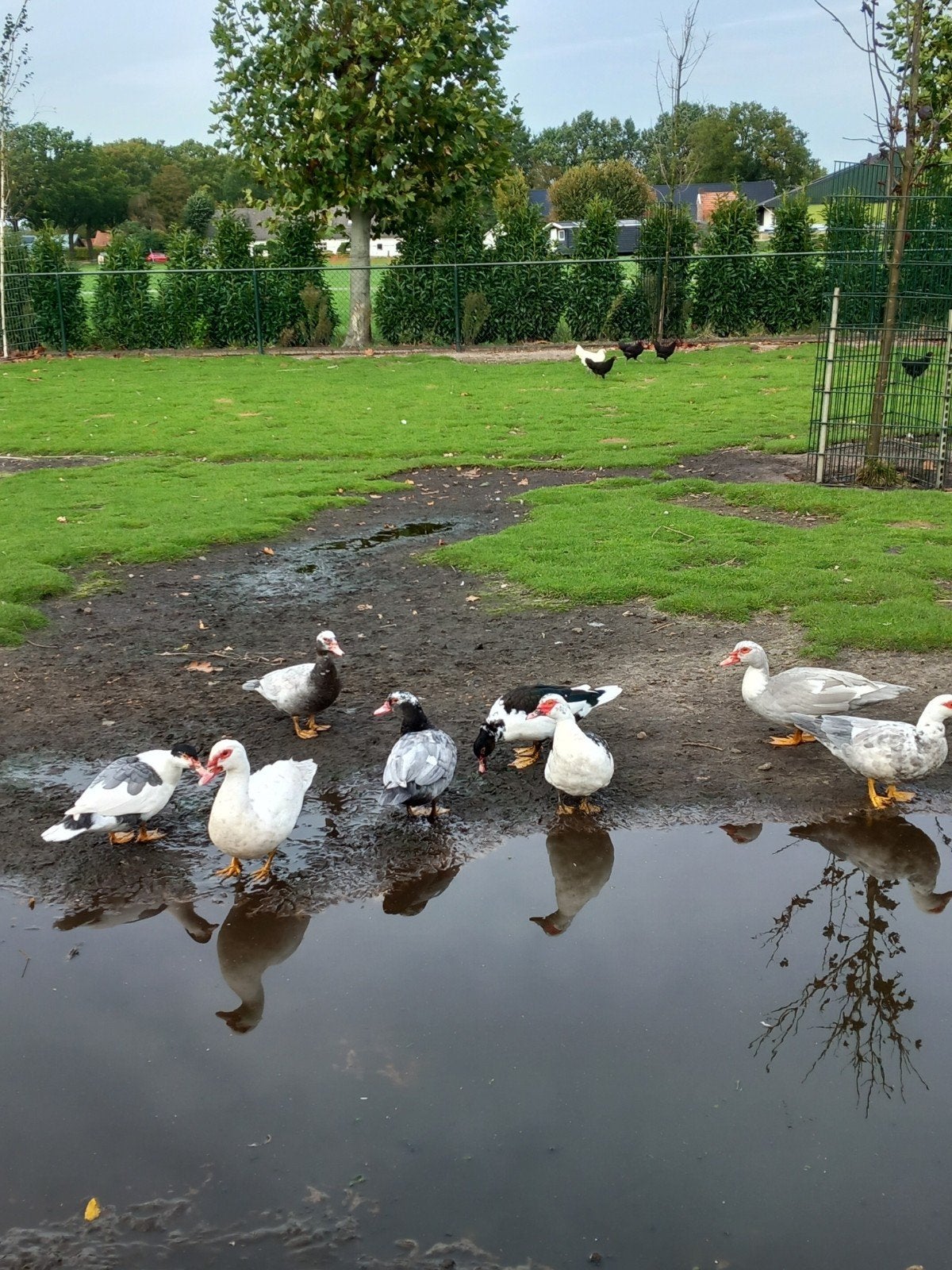 Pluimvee, Dieren en Toebehoren, Meerdere dieren, Eend