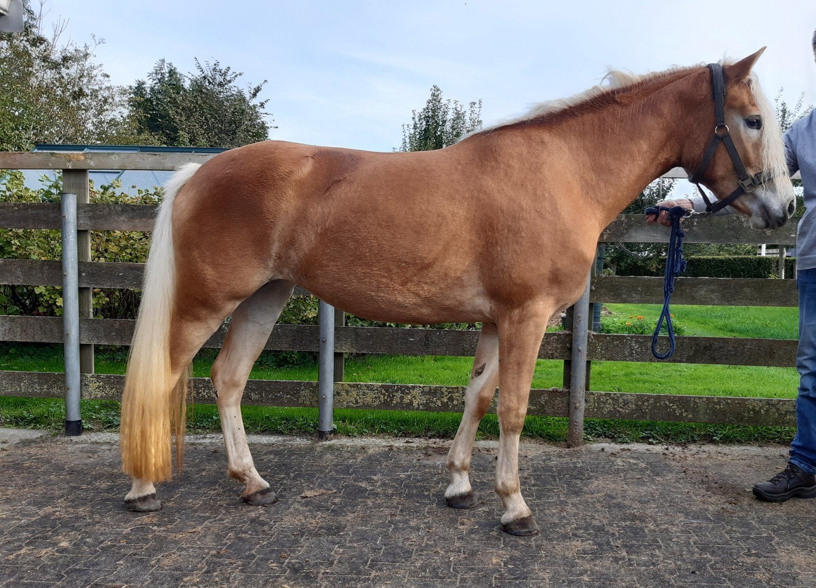 2,5 jarige haflinger merrie en 4,5 jarige haflinger merrie, Merrie, Met stamboom, 3 tot 6 jaar