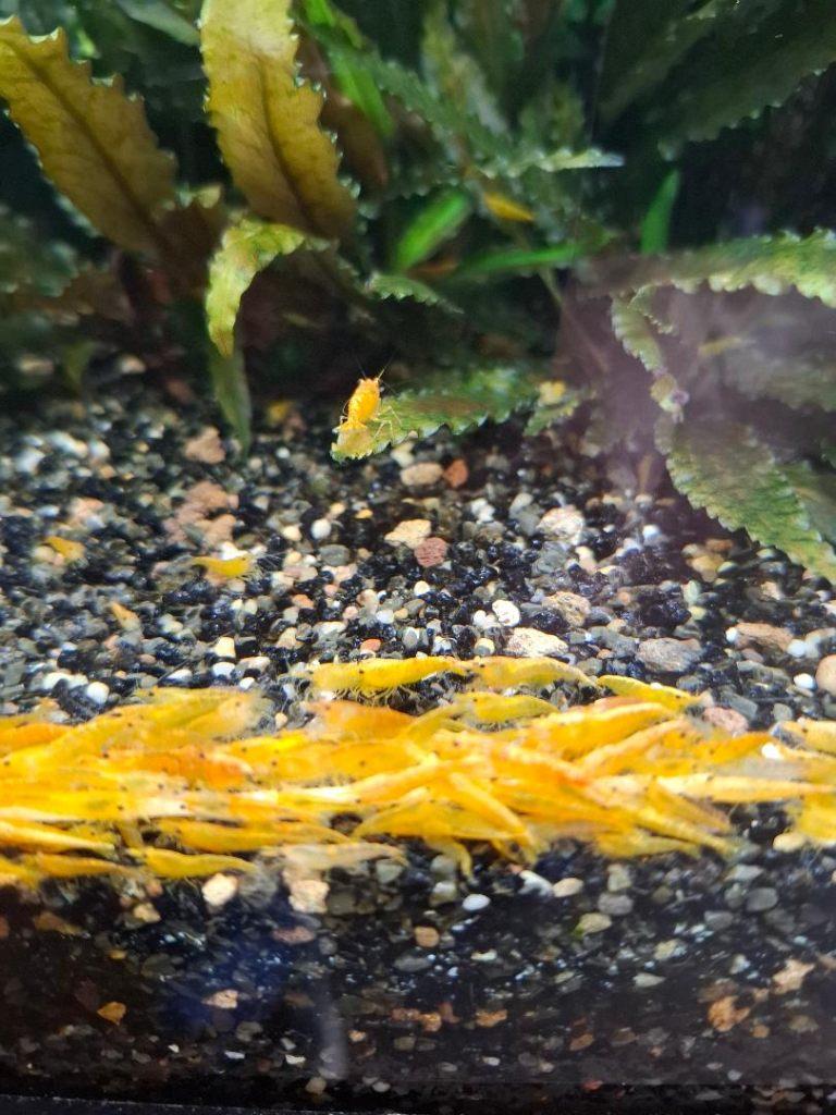 Garnalen, Kreeft, Krab of Garnaal, Zoetwatervis, Schoolvis