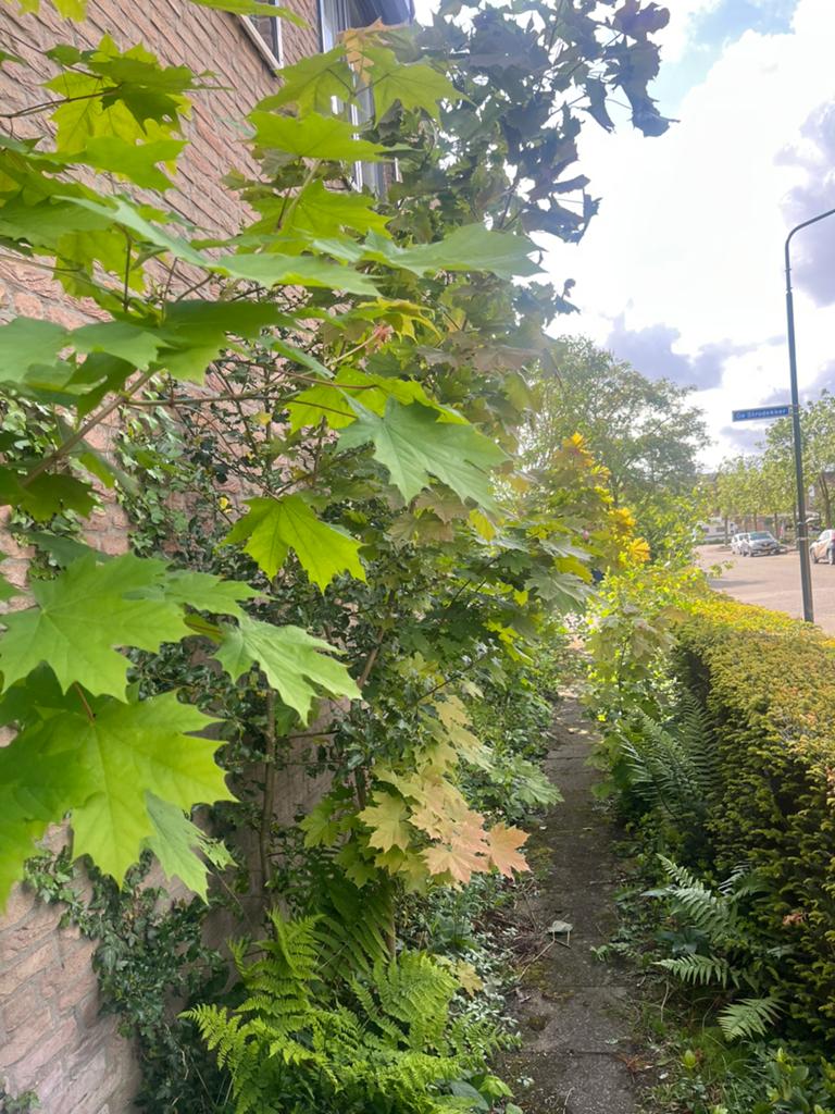 Noorse Esdoorn, Tuin en Terras, Planten | Tuinplanten, Ophalen, Overige soorten, Volle zon