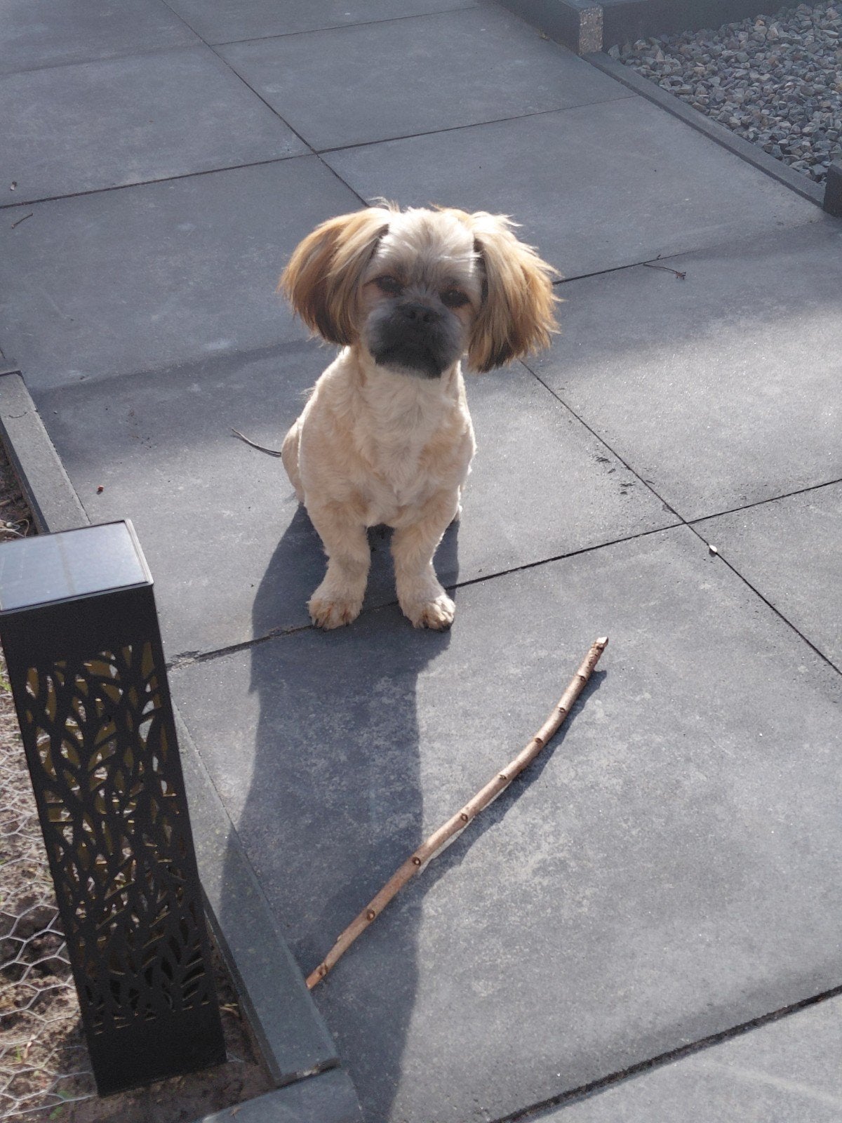 lieve boomer 1 jaar, Dieren en Toebehoren, Reu, 1 tot 2 jaar, Eén hond, Nederland