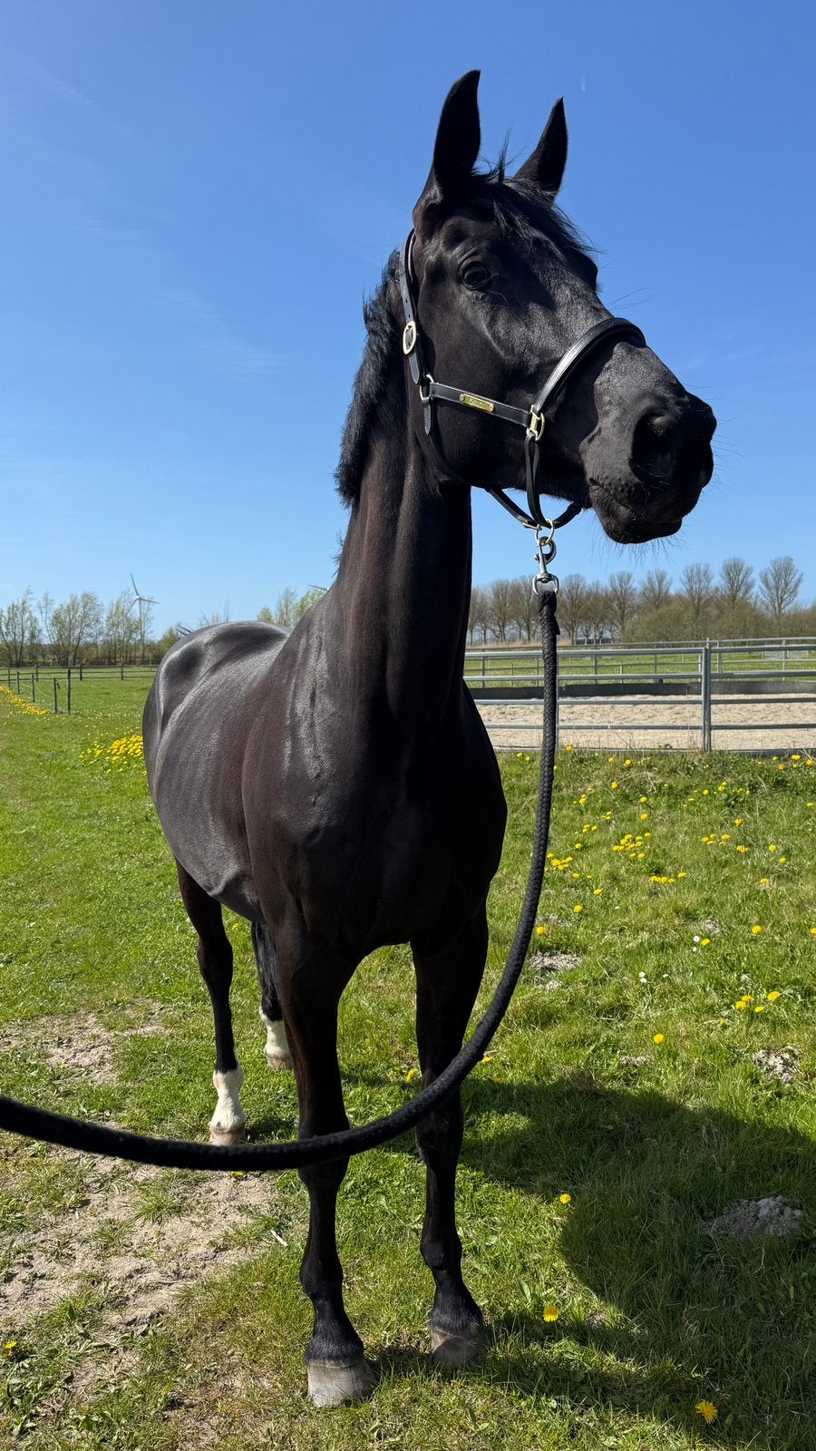 Verzorgster gezocht, Dieren en Toebehoren, Paarden, Ruin, Recreatiepaard, 3 tot 6 jaar