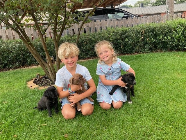 Cane corso pups, Dieren en Toebehoren, België, 8 tot 15 weken, Parvo, Bulldog