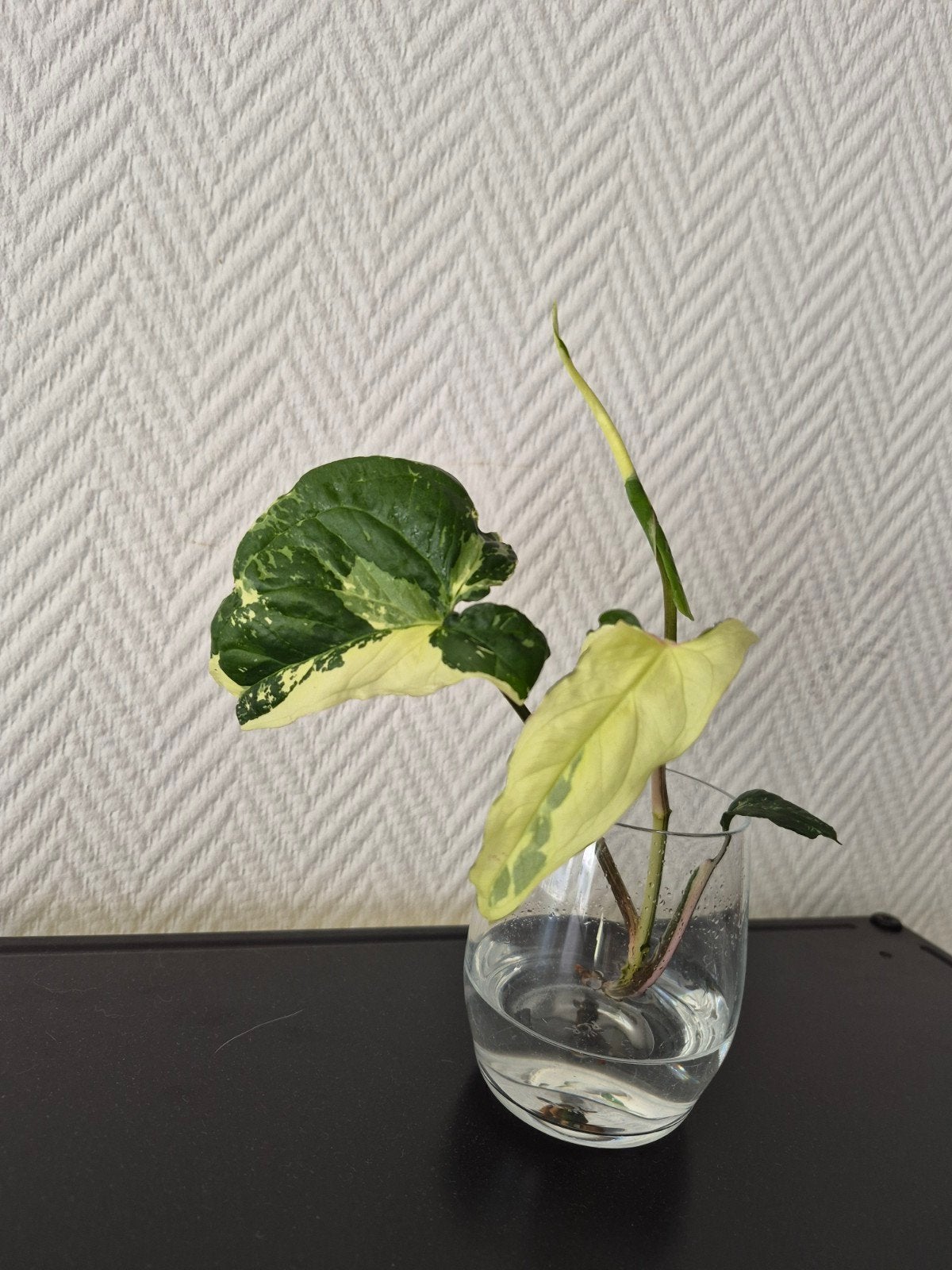 Syngonium Albo Variegata - Zeldzame Witte Bonte Pijlplant, Huis en Inrichting, Kamerplanten, Ophalen of Verzenden