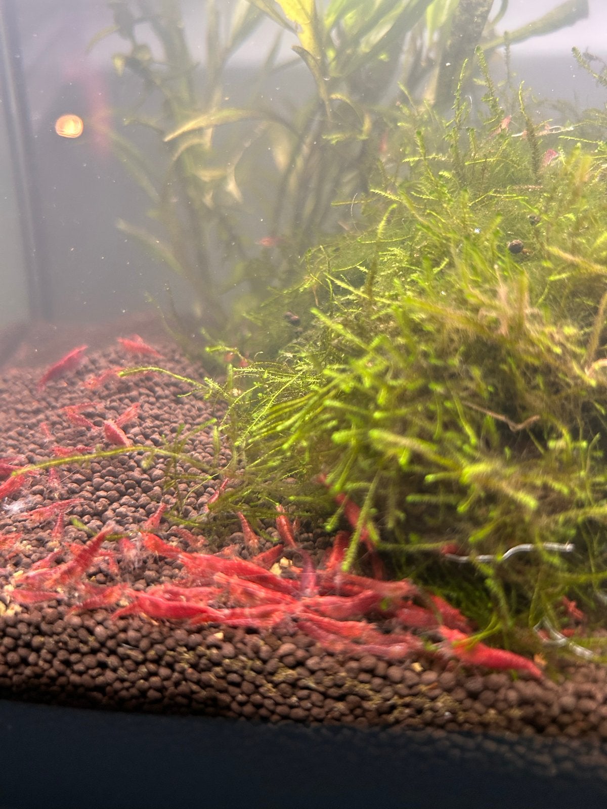 Prachtige Cherry Shrimps (vuurgarnalen), Dieren en Toebehoren, Vissen | Aquariumvissen, Vis