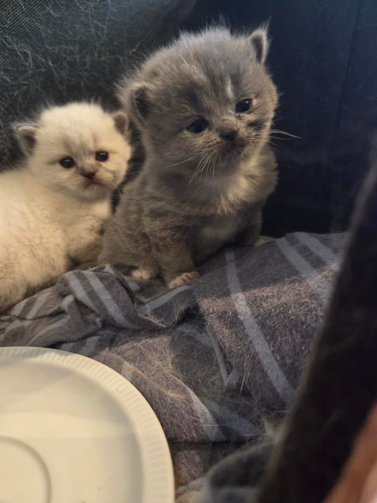 Britse korthaar kittens, Meerdere dieren, Ontwormd