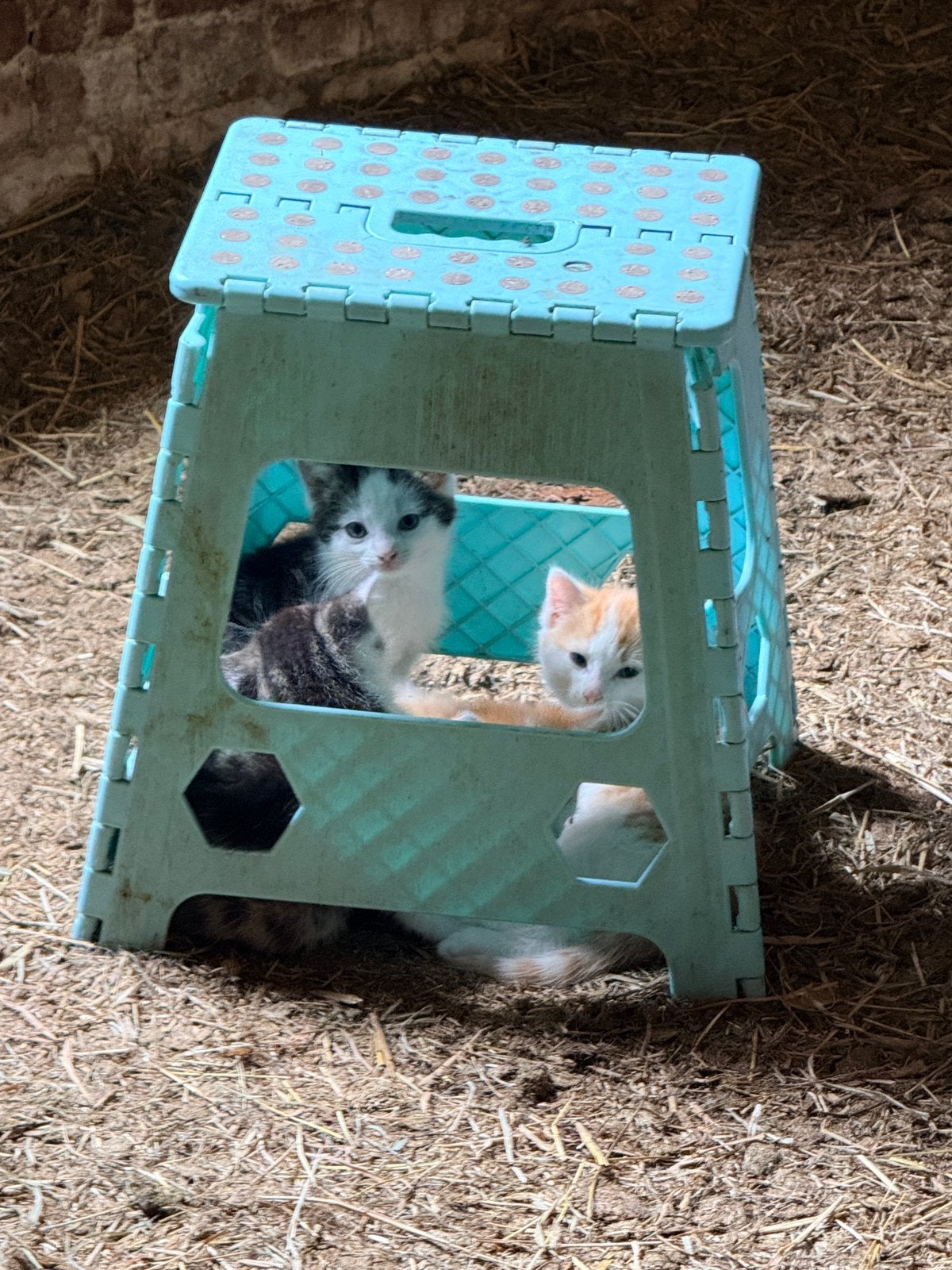 Schitterende boerderij kittens, Meerdere dieren