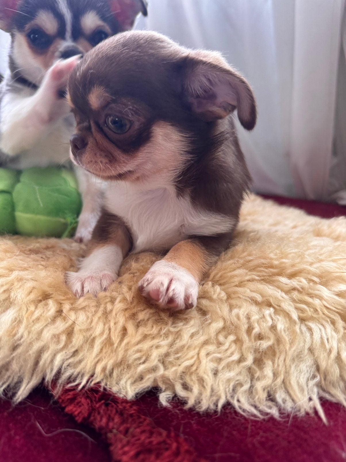 Mini chihuahua meisje, 8 tot 15 weken, Teef, Parvo, Eén hond