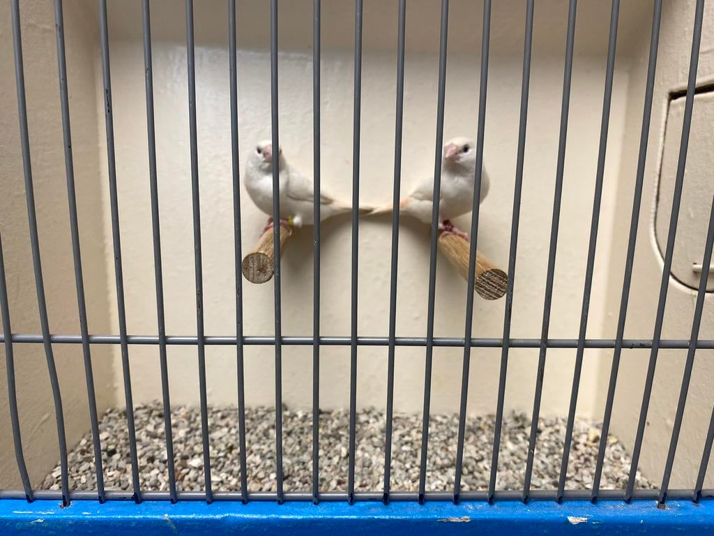 Koppels Albino Zilverbekjes, Dieren en Toebehoren, Meerdere dieren