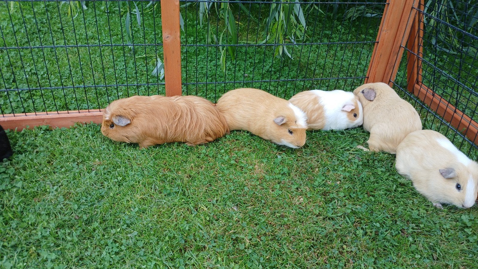 Cavia Beertjes gratis, Dieren en Toebehoren, Knaagdieren, Juni, Mannelijk, Cavia