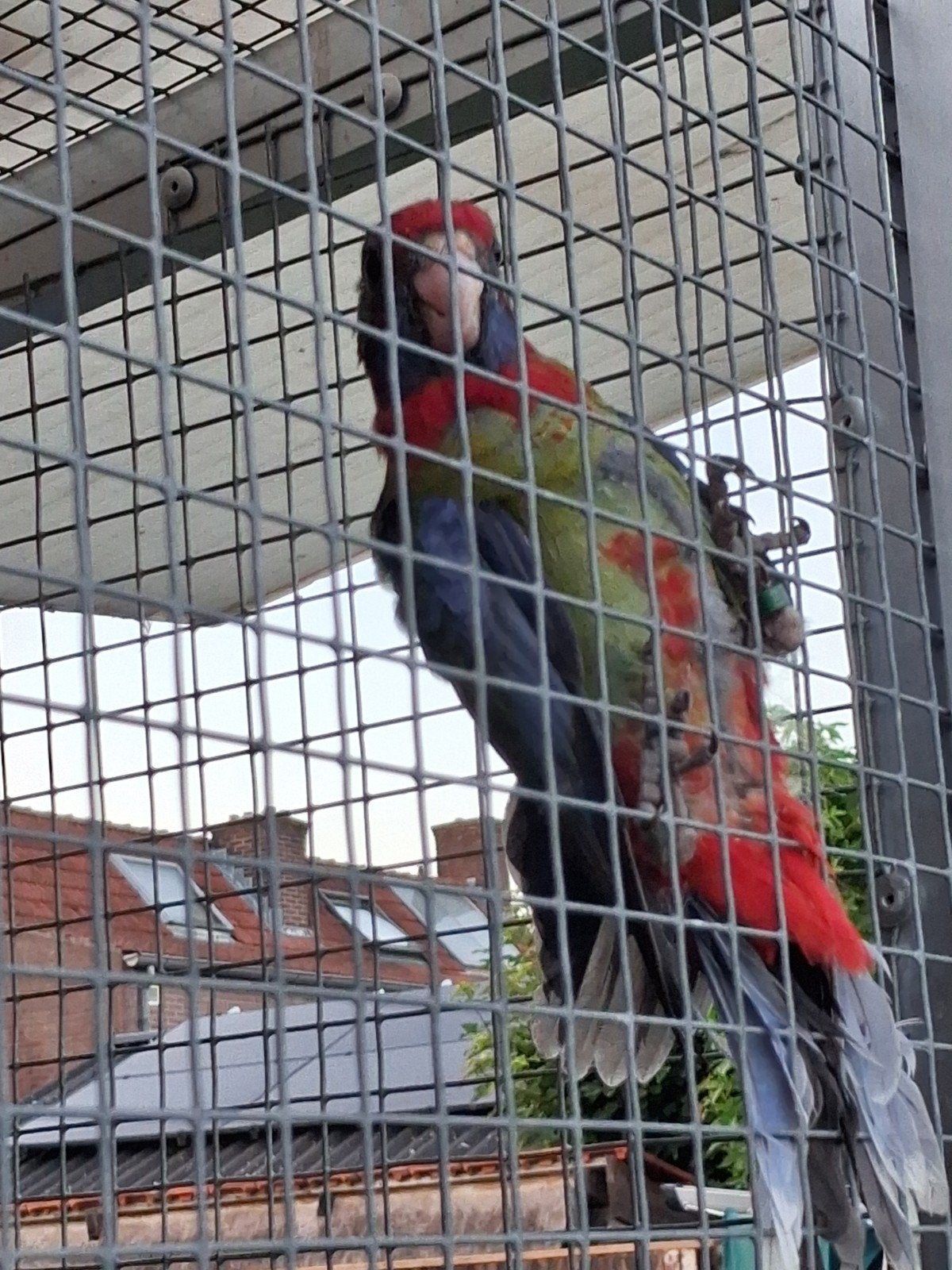 Jonge pennant rosella, Dieren en Toebehoren, Vogels | Parkieten en Papegaaien, Meerdere dieren, Parkiet, Geringd