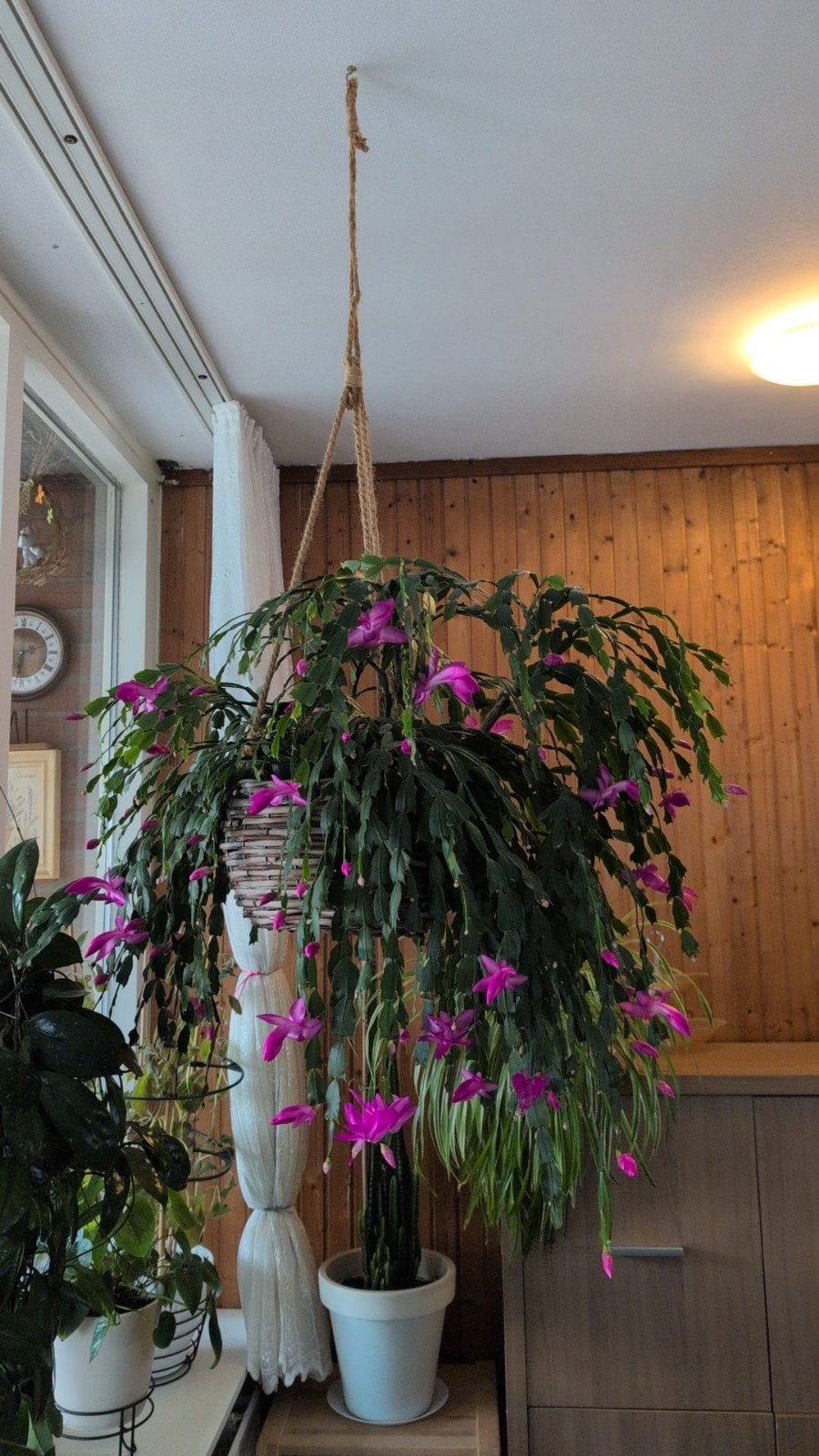 Bloeiende Kerstcactus - Hangplant met levendige bloemen, Ophalen, 100 tot 150 cm, Overige soorten, Halfschaduw