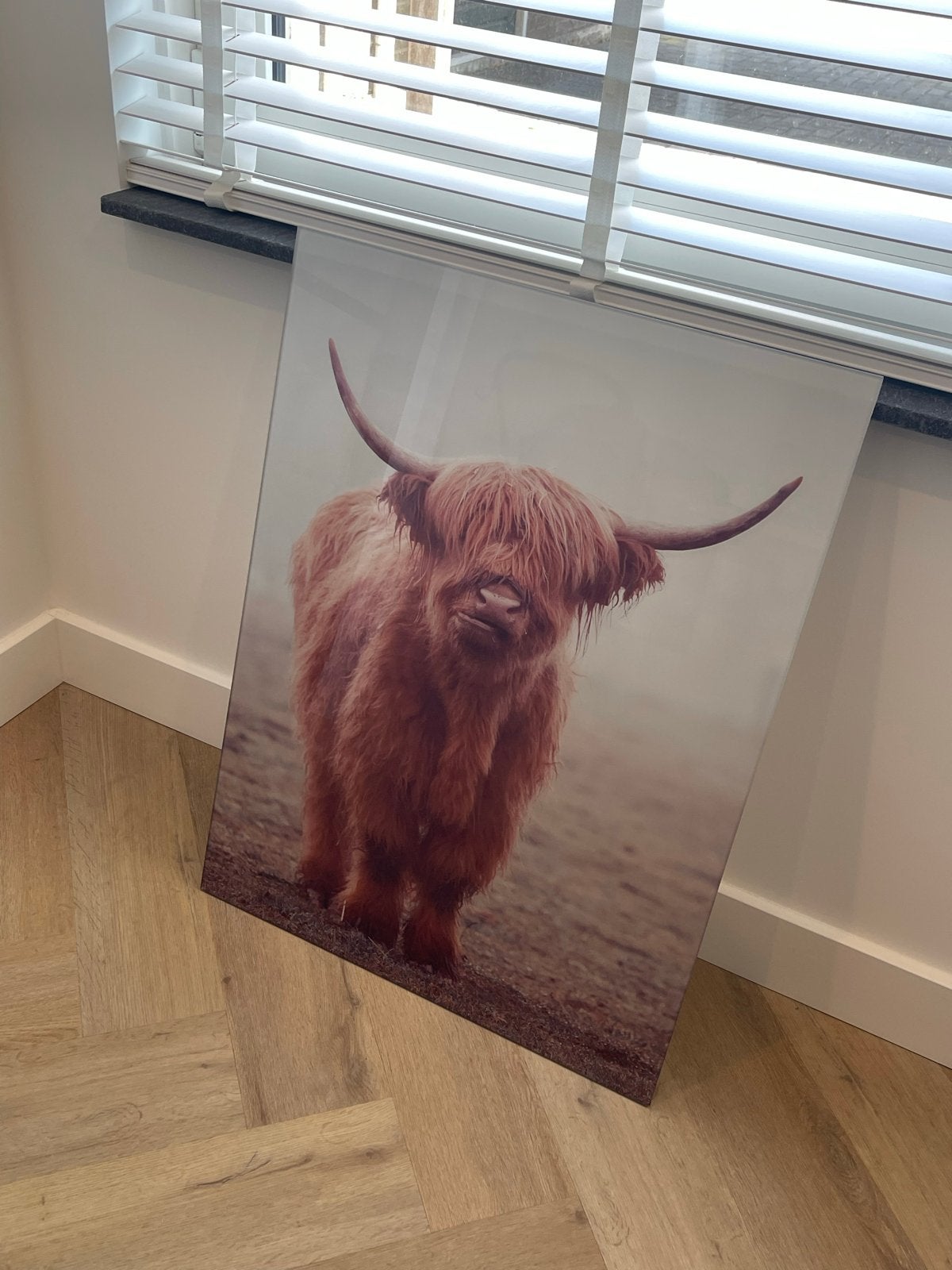 Schilderij Schotse Hooglander op glas - 80x60 cm, Ophalen, Zo goed als nieuw, Schilderij, 75 – 100