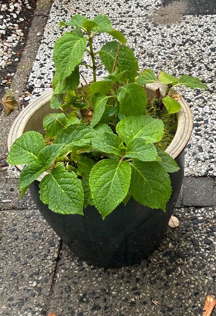 grote geglazuurde bloempot met vaste plant, Tuin en Terras, Bloempotten, Rond, Zo goed als nieuw, Ophalen, 25 tot 40 cm